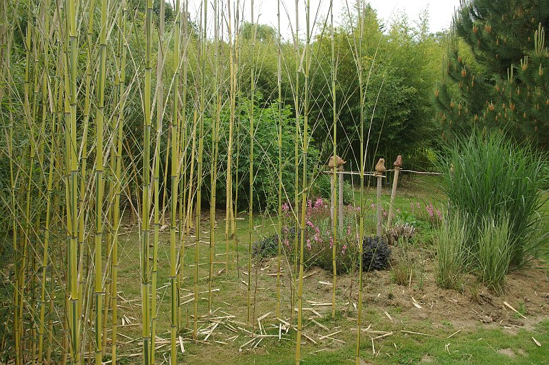 Phyllostachys aureosulcata spectabilis 5-2012